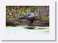 River Otters on Marsh Rabbit Run trail