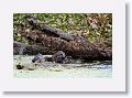 River Otters on Marsh Rabbit Run trail