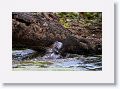 River Otters on Marsh Rabbit Run trail