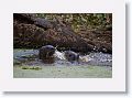 River Otters on Marsh Rabbit Run trail