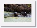 River Otters on Marsh Rabbit Run trail