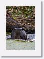 River Otters on Marsh Rabbit Run trail