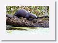 River Otters on Marsh Rabbit Run trail