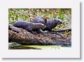 River Otters on Marsh Rabbit Run trail