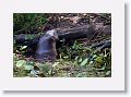 River Otters on Marsh Rabbit Run trail