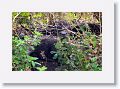 River Otters on Marsh Rabbit Run trail