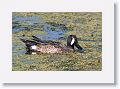 Blue-winged Teal on Heron Hideout Trail