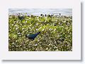 Purple Gallinule on Heron Hideout Trail