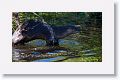 River Otter on Marsh Rabbit Run trail