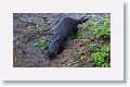 River Otter on Marsh Rabbit Run trail