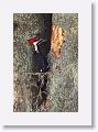 Pileated Woodpecker