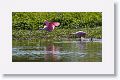 Roseate Spoonbills on Wading Bird Way