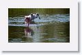 Roseate Spoonbills on Wading Bird Way