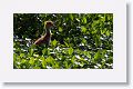 Sandhill Crane chick