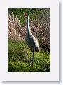 Sandhill Crane