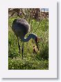 Sandhill Crane chick with parent