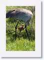 Sandhill Crane chick with parent