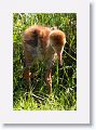 Sandhill Crane chick