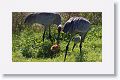 Sandhill Crane chick with parents