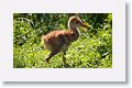 Sandhill Crane chick