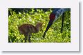 Sandhill Crane chick with parent