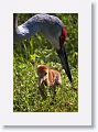 Sandhill Crane chick with parent