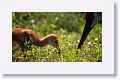 Sandhill Crane chick with brunch