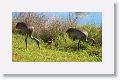 Sandhill Crane chick with parents