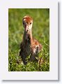 Sandhill Crane chick