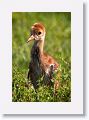 Sandhill Crane chick