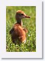 Sandhill Crane chick