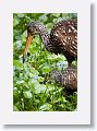 Adult Limpkin feeding chick an Apple Snail