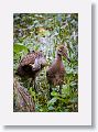 2 Young Limpkins