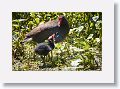 Common Gallinule with chick