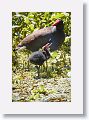 Common Gallinule with chick