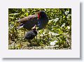 Common Gallinule with chick