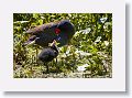 Common Gallinule with chick