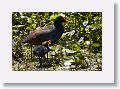 Common Gallinule with chick