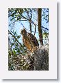 Red Shoulder Hawk chick