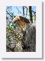 Red Shoulder Hawk chick