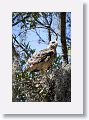 Red Shoulder Hawk chick