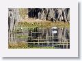 Roseate Spoonbill and Wood Stork