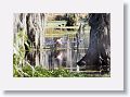 Roseate Spoonbill and a splashing Common Gallinule