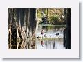 Roseate Spoonbill and Blue-winged Teals