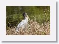 Juvenile Wood Stork