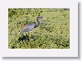 Tricolored Heron