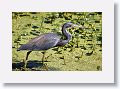 Tricolored Heron