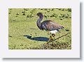 Tricolored Heron