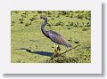 Tricolored Heron