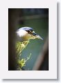 Black-crowned Night-heron